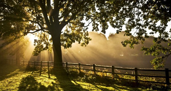 Sun Through Tree